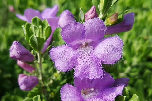 Leucophyllum frutescens 'Green Cloud' – El Nou Garden