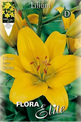 Lirio amarillo - Azucena - Lilium asiatic - Bulbos