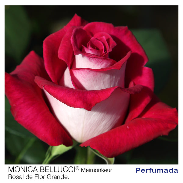 Rosal Monica Bellucci Meimonkeur