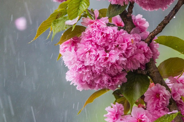 Cerezo japonés Sakura - Prunus serrulata Kiku shidare zakura
