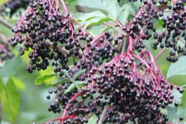 Saúco - Sambucus nigra - Semillas