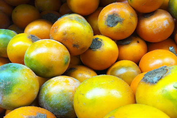 Lulo -  Solanum quitoense - Naranjilla