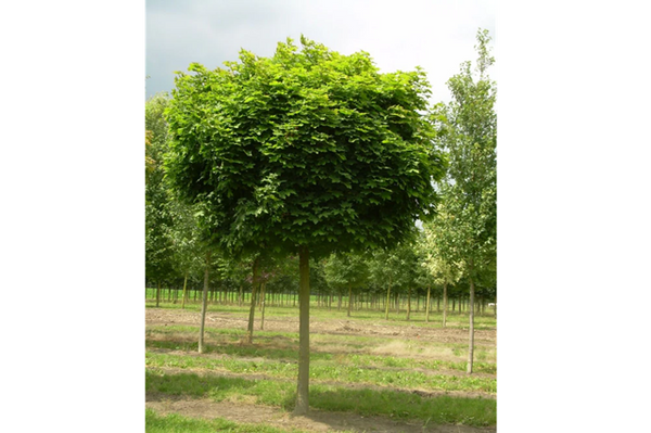 Arce real Globosum - Acer platanoides