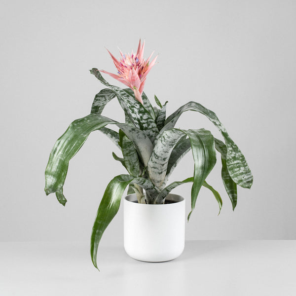 Piñuela Primera - Aechmea fasciata