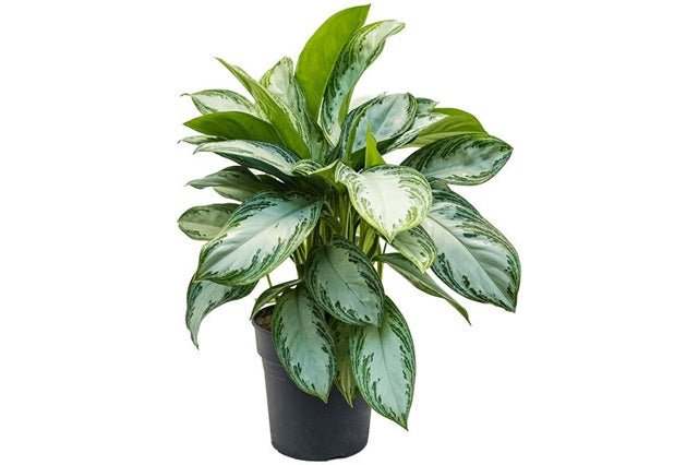 aglaonema silver bay cuidados Aglaonema Silver Bay