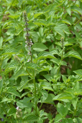 Albahaca lima - Ocimum americanum - Semillas