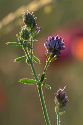 Alfalfa - Medicago sativa - Semillas