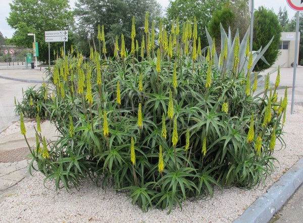 Aloe striatula