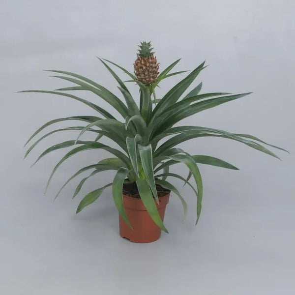 Ananás Mi Amigo - Ananas comosus