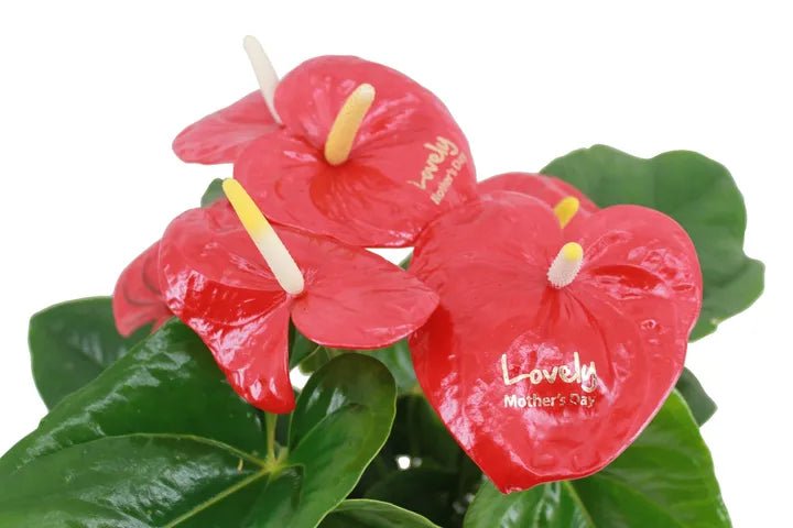 anthurium rojo tropical Anturio Aloha Red