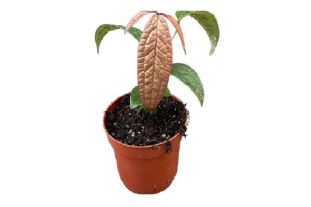 anthurium arisaemoides Anturio Arisaemoides