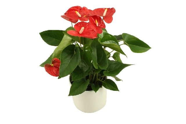 anthurium bugatti red Anturio Bugatti Veyron