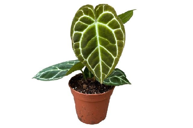 anthurium crystallinum cuidados Anturio cristalino