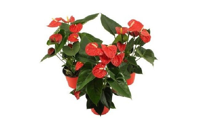 anthurium petit Anturio Flamingo Petit