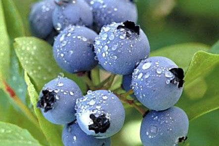 Arándano azul Jersey - Vaccinium corymbosum