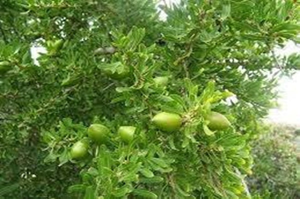 Argán - Argania spinosa - Erguén