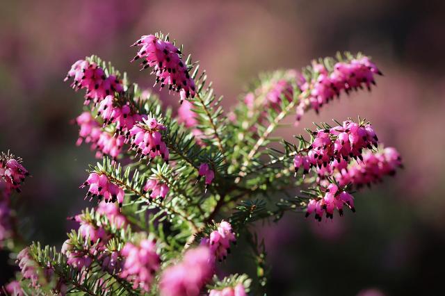 Brezo rosado - Erica darleyensis – El Nou Garden