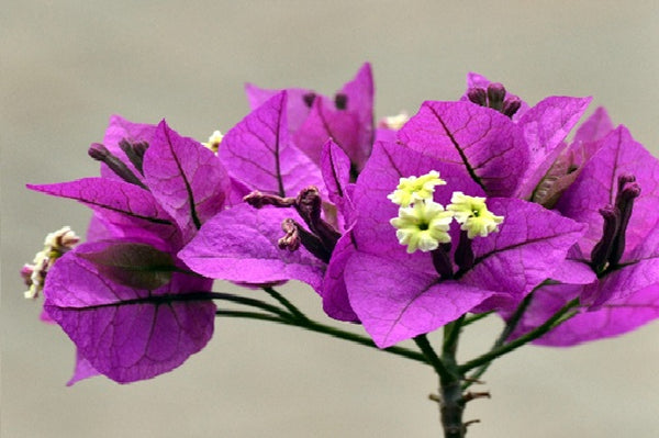 Buganvilla Alexandra - Bougainvillea