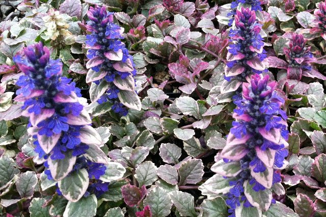 Buglua Búgula Blurgundy Glow - Ajuga reptans – El Nou Garden