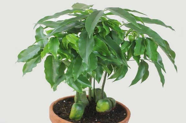 Castaño de Australia -  Castanospermum australe