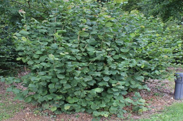 Avellano - Corylus avellana