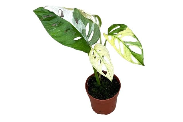 monstera adansonii nombre común Costilla de Adán variegada Adansonii