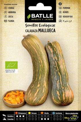 Calabaza gigante Mallueca - Cucurbita maxima - Semillas - Batlle