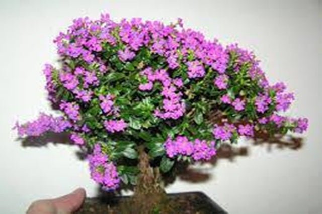 Cufea - Cuphea hyssopifolia