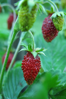 Fresas del bosque - Fragaria vesca - Semillas naturales