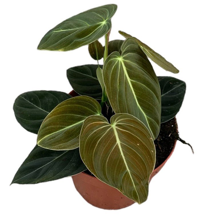 philodendron filodendro Filodendro de oro negro