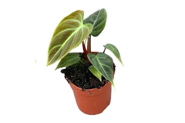 philodendron clasificación inferior Filodendro El Choco Red
