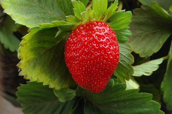 Fresón - Fresa de huerto - Fragaria ananassa