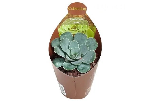 genovia succulent Greenovia aurea – El Nou Garden