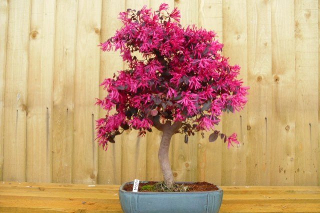 Loropetalum Fire Dance - Loropetalum chinense