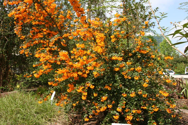 Michai - Berberis darwinii – El Nou Garden