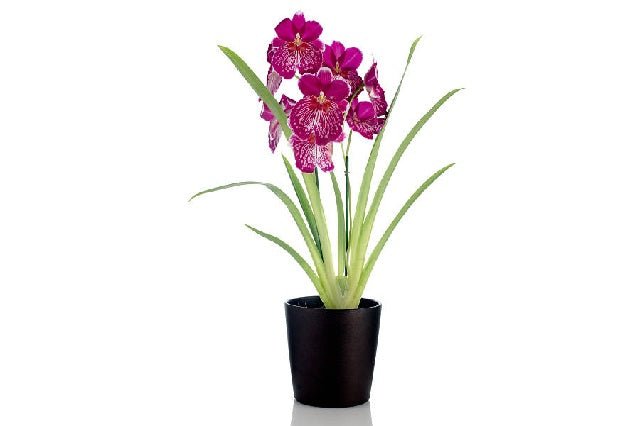 Plantas de colección – El Nou Garden