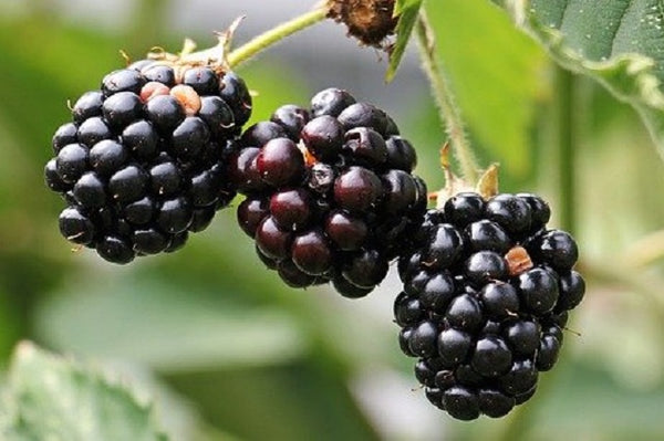 Mora de jardín sin espinas - Rubus ulmifolius inermis