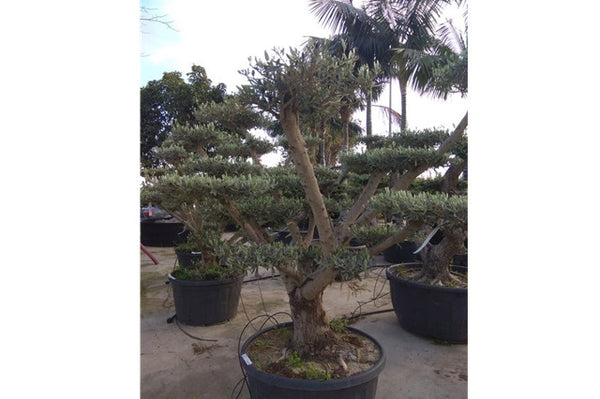 Olivo - Olea europaea - Estilo bonsai