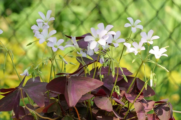 Oxalis Triangularis