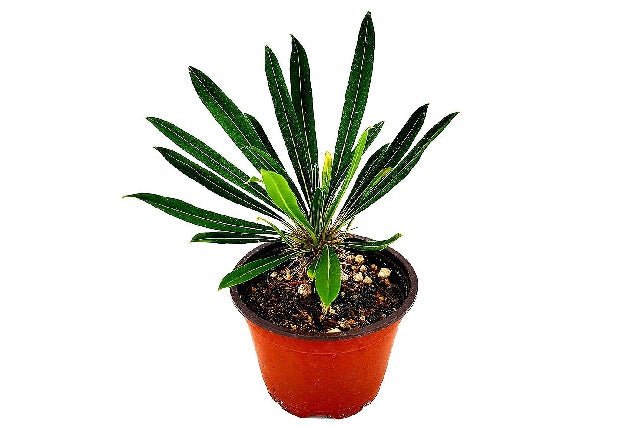 planta palma de madagascar Palma de Madagascar híbrida