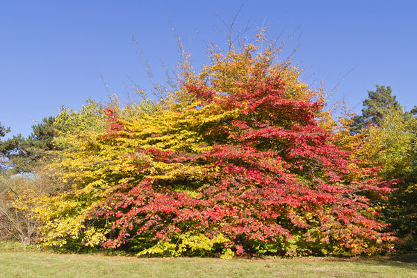 Árbol de hierro - Parrotia persica