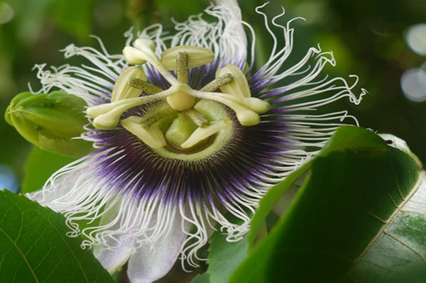 Maracuyá - Passiflora Edulis