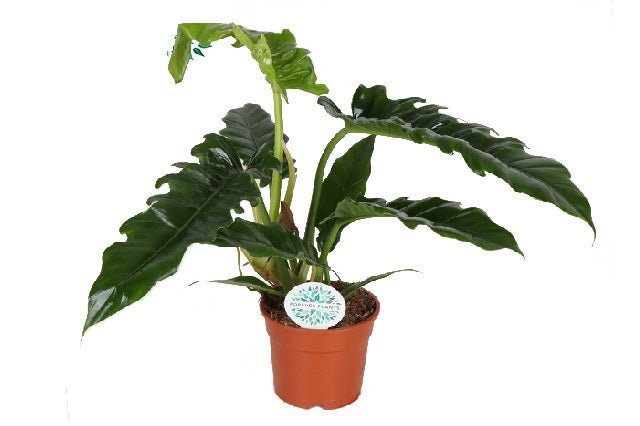 philodendron beneficios Philodendron narrow escape – El Nou Garden