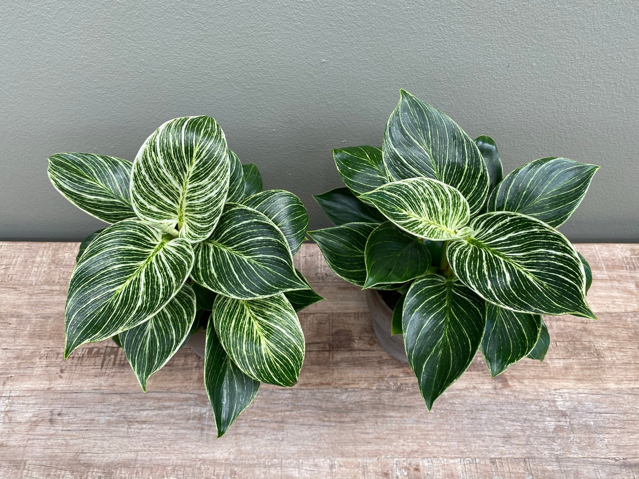 philodendron bipinnatifidum planta Philodendron White Wave