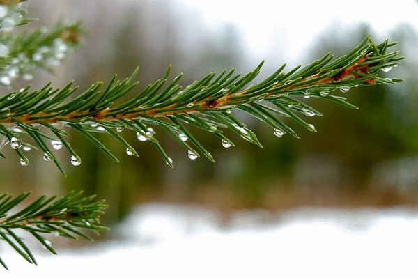 Pícea común raíz repicada - Picea abies - Árbol de navidad - Raíces cortadas
