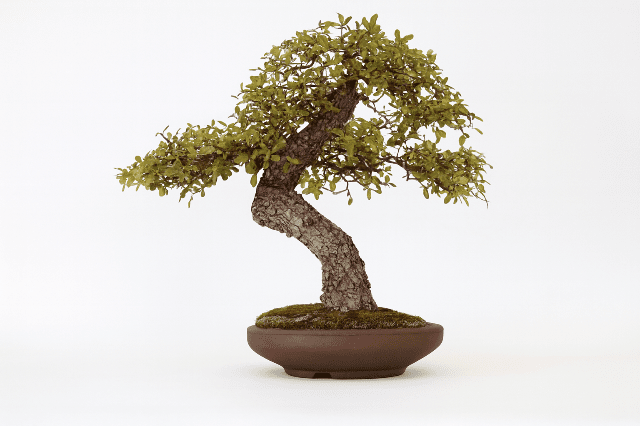 quercus faginea bonsai Roure de fulla petita - Quercus faginea