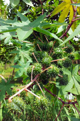 Ricino - Ricinus communis - Semillas naturales