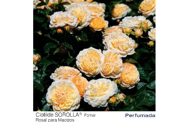Rosal Clotilde Sorolla – El Nou Garden