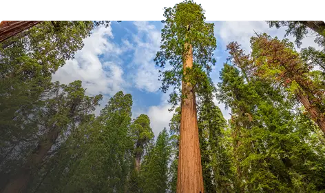 Secuoya gigante - Sequoiadendron giganteum