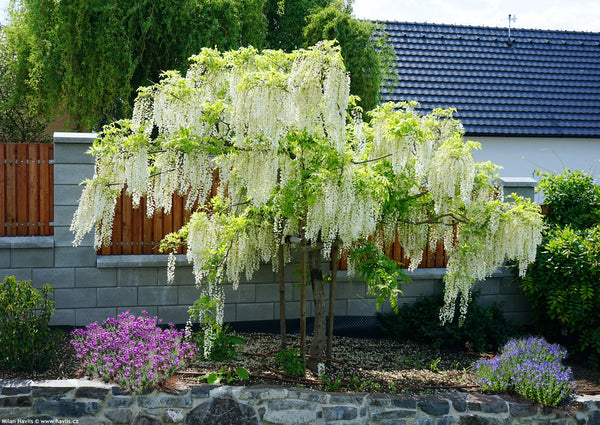 Glicinia china Alba - Wisteria sinensis